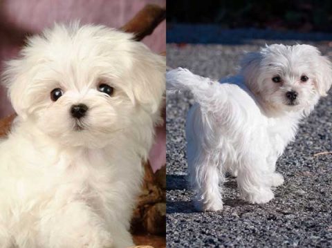 Top 5 Most Popular Dog Breeds In China 