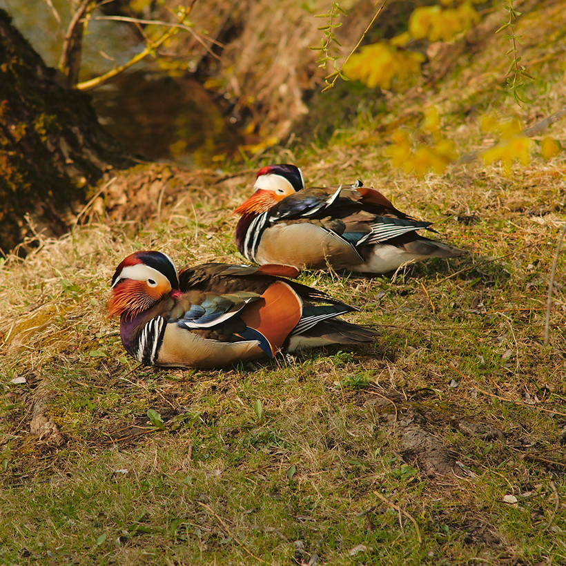 China boasts an extensive geographic diversity, so there are many habitats for rare birds around the nation.